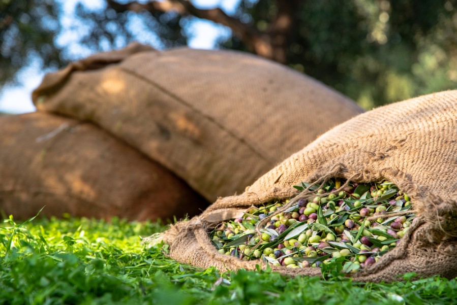 Recolte des olives : découvrez le savoir-faire marocain !