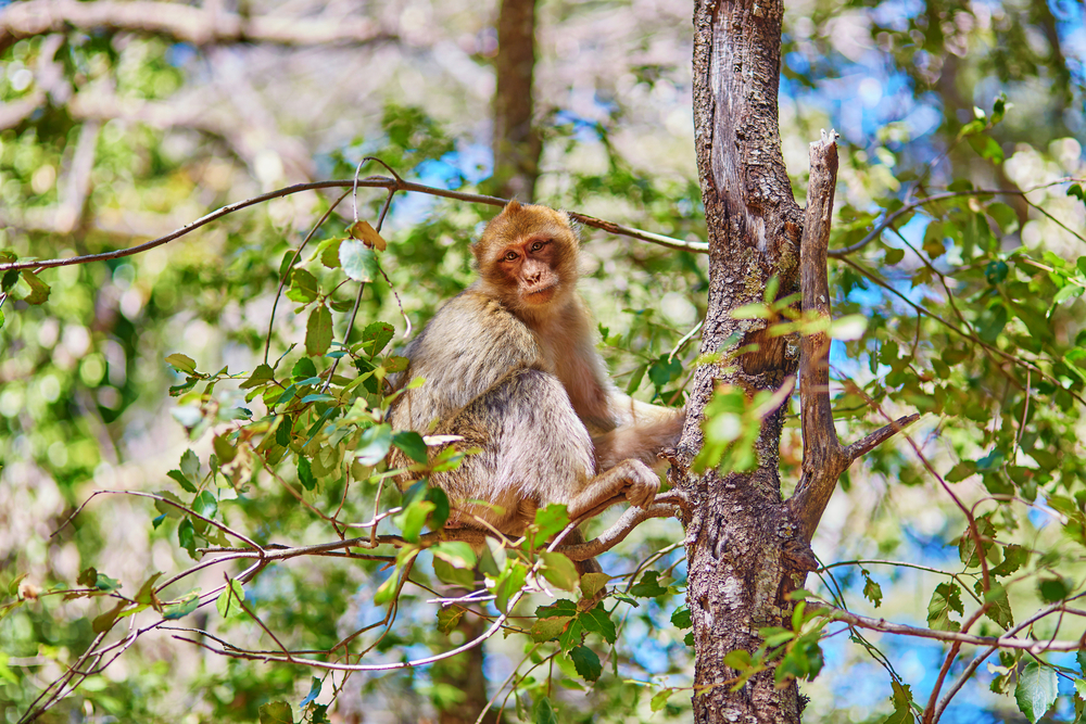 Animaux du Maroc : comment les observer lors de votre voyage ?