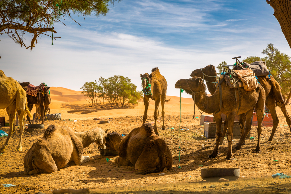 Chameau maroc : voyagez sur son dos le temps d'une randonnée !
